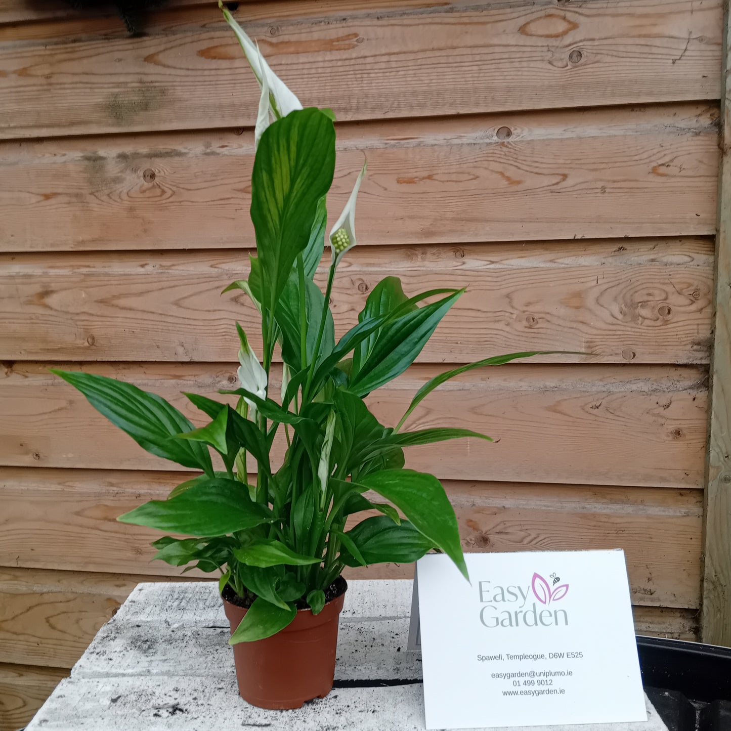 Spathiphyllum 'Pearl Cupido' / P9-Easy Garden Centre