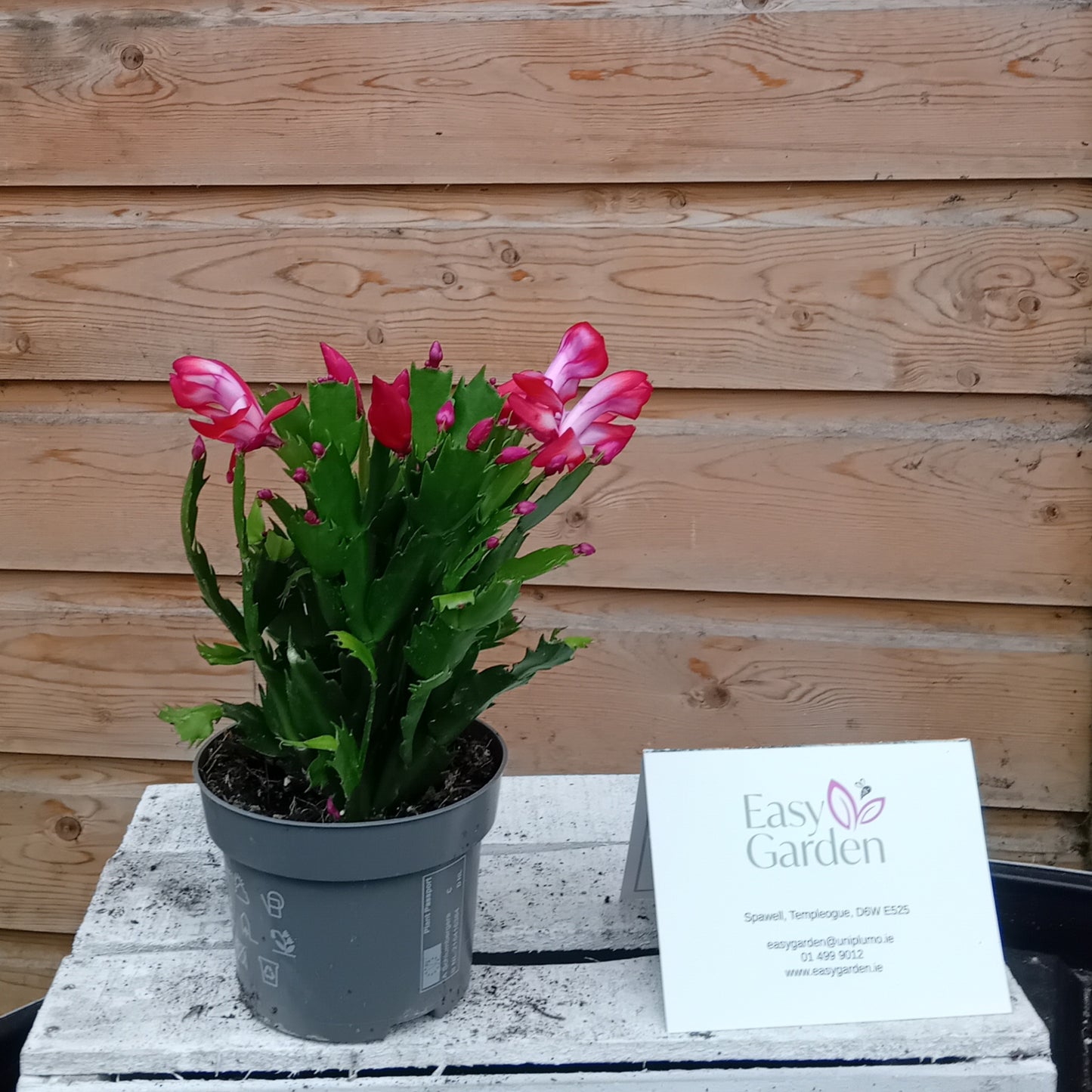 Schlumbergera red / P13