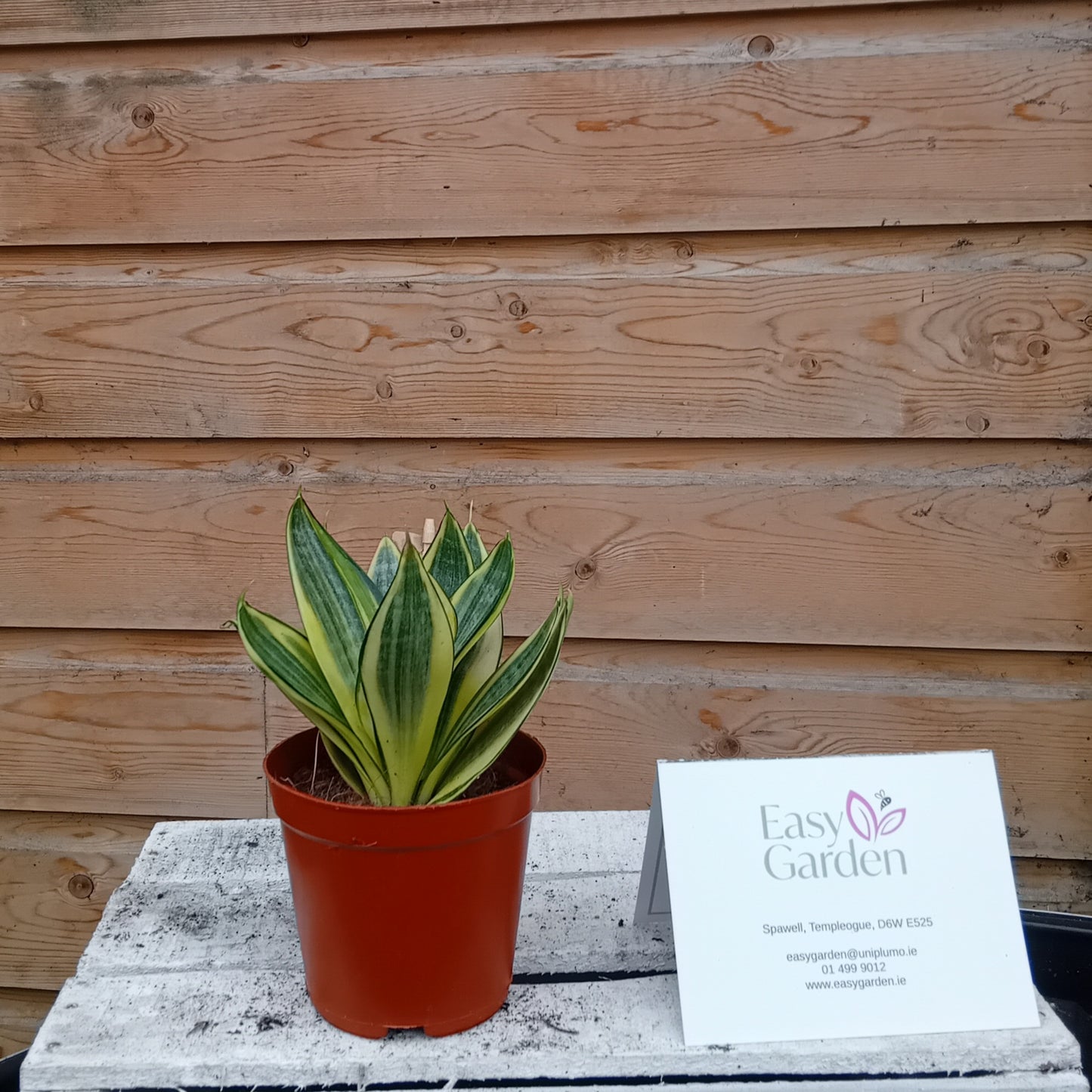 Sansevieria 12cm.-Easy Garden Centre