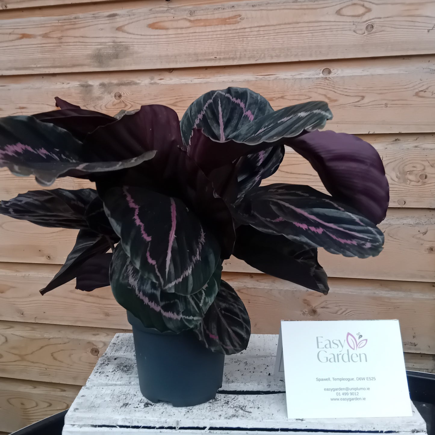 Calathea rosea-picta 'Princess Jessie' / P14-Easy Garden Centre