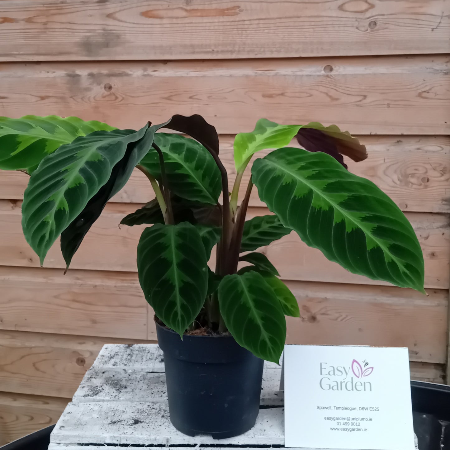 Calathea warscewiczii / P14-Easy Garden Centre