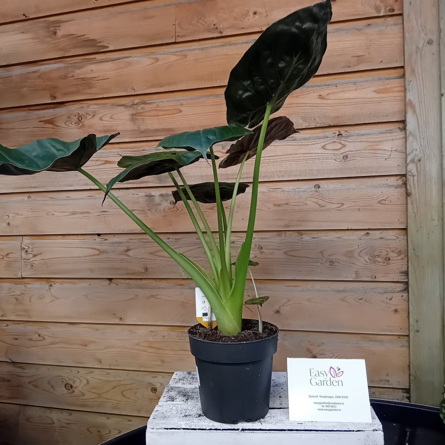 Alocasia 'Wentii' / P17-Easy Garden Centre