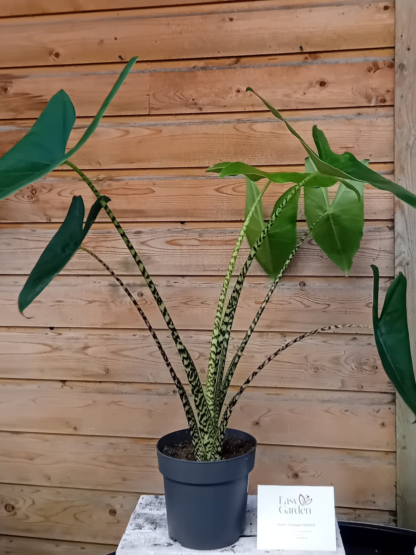 Alocasia Mix 19cm-Easy Garden Centre