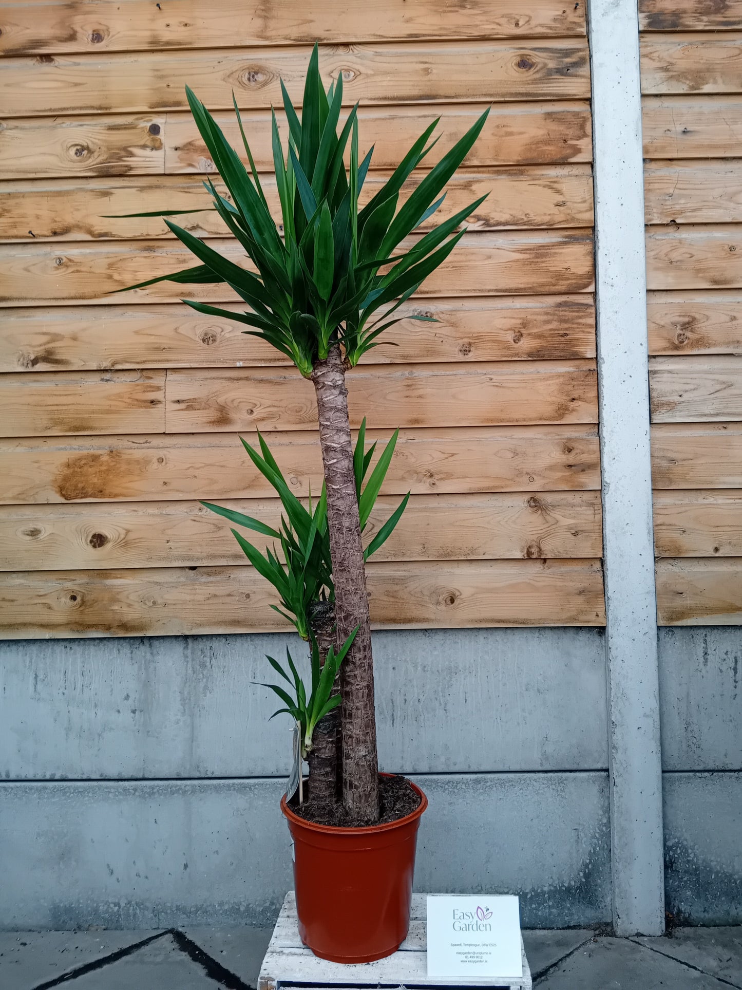 Yucca 3 Head 24cm-Easy Garden Centre