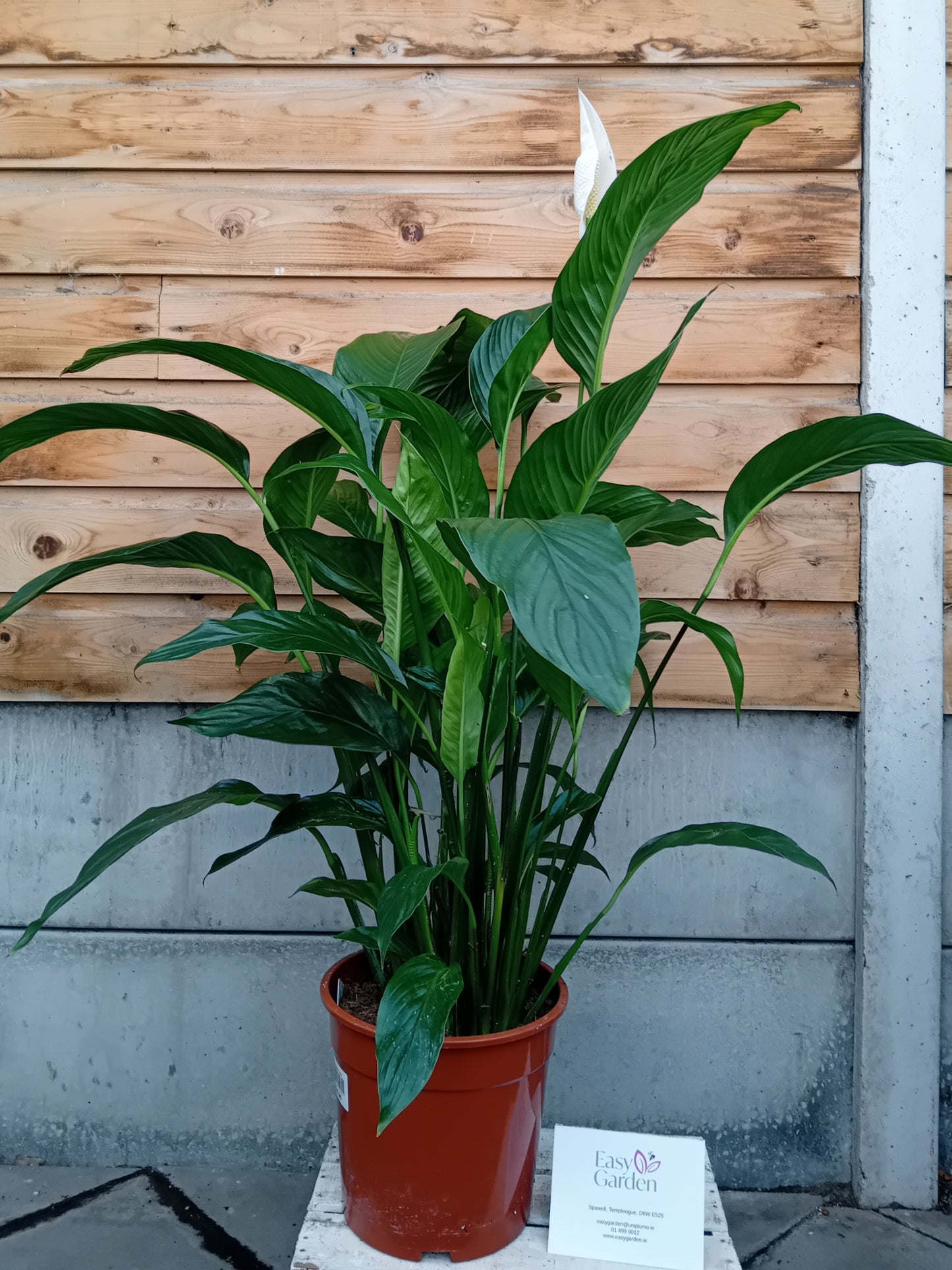 Spathiphyllum P24-Easy Garden Centre