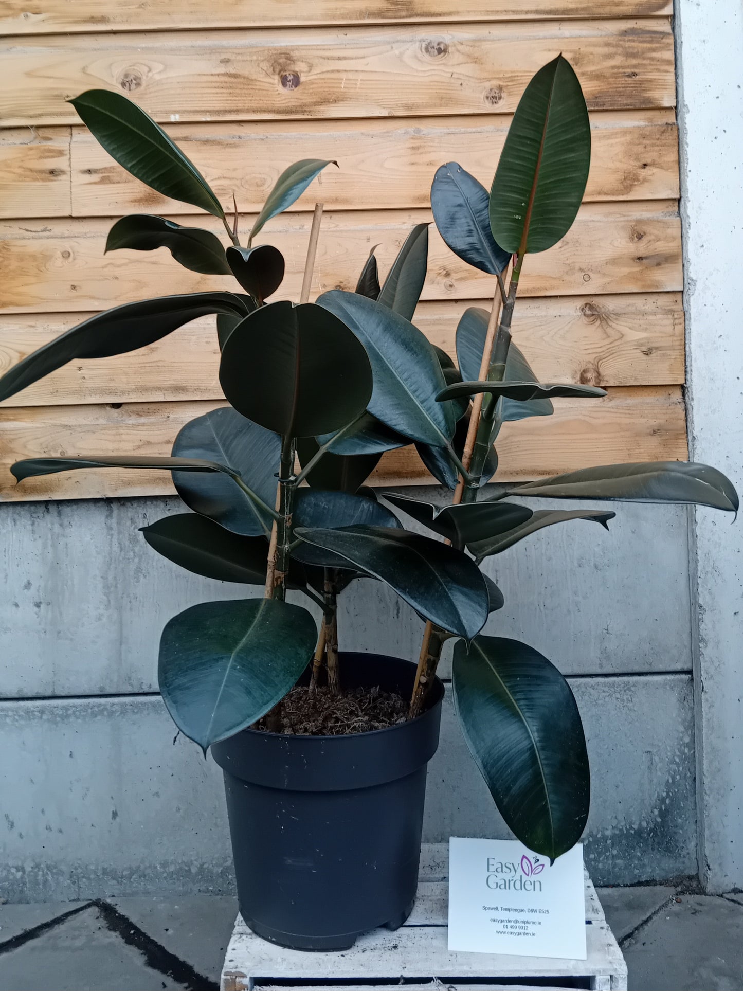 Ficus Robusta / 27cm-Easy Garden Centre