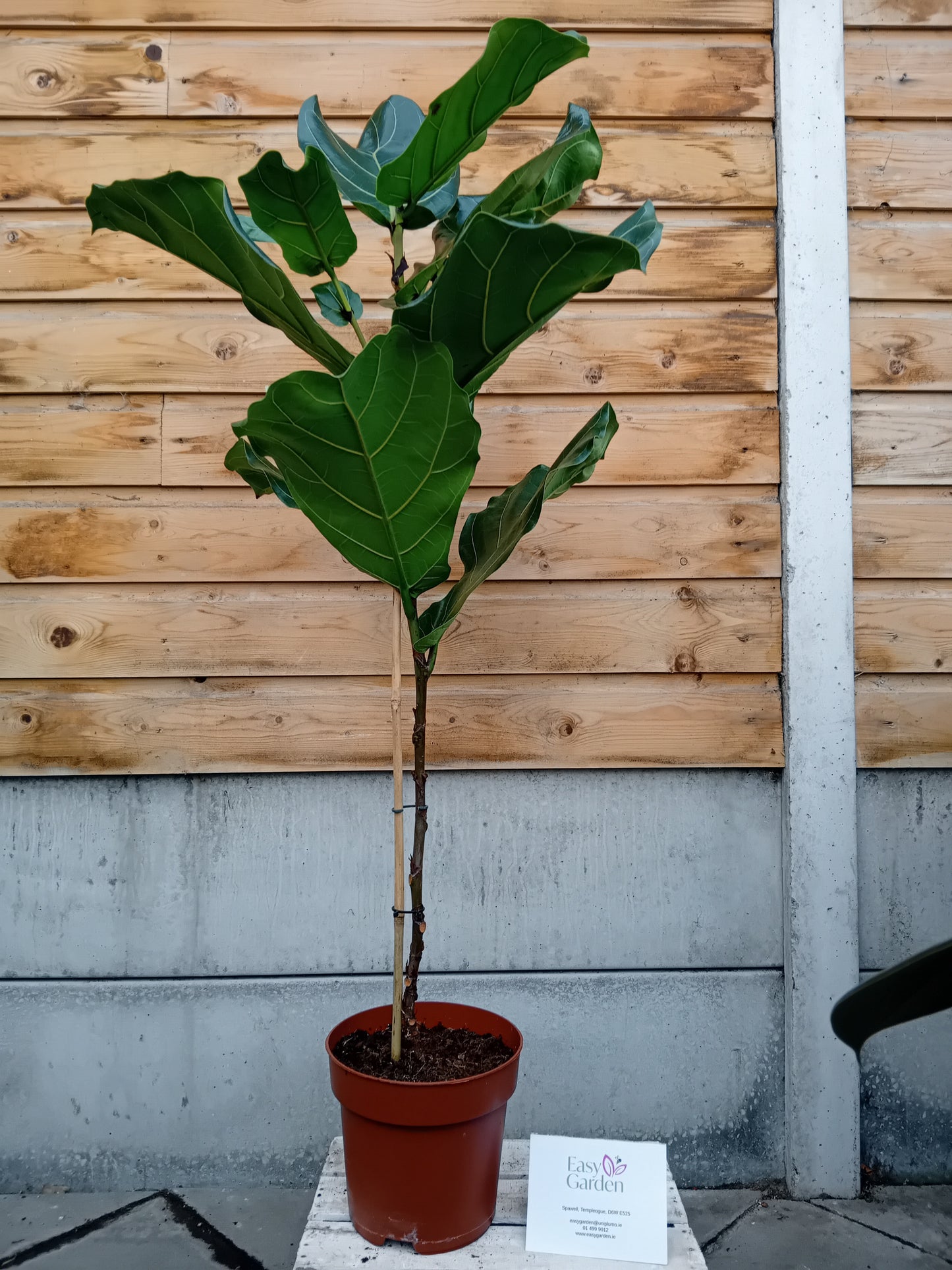 ficus lyrata / P21-Easy Garden Centre