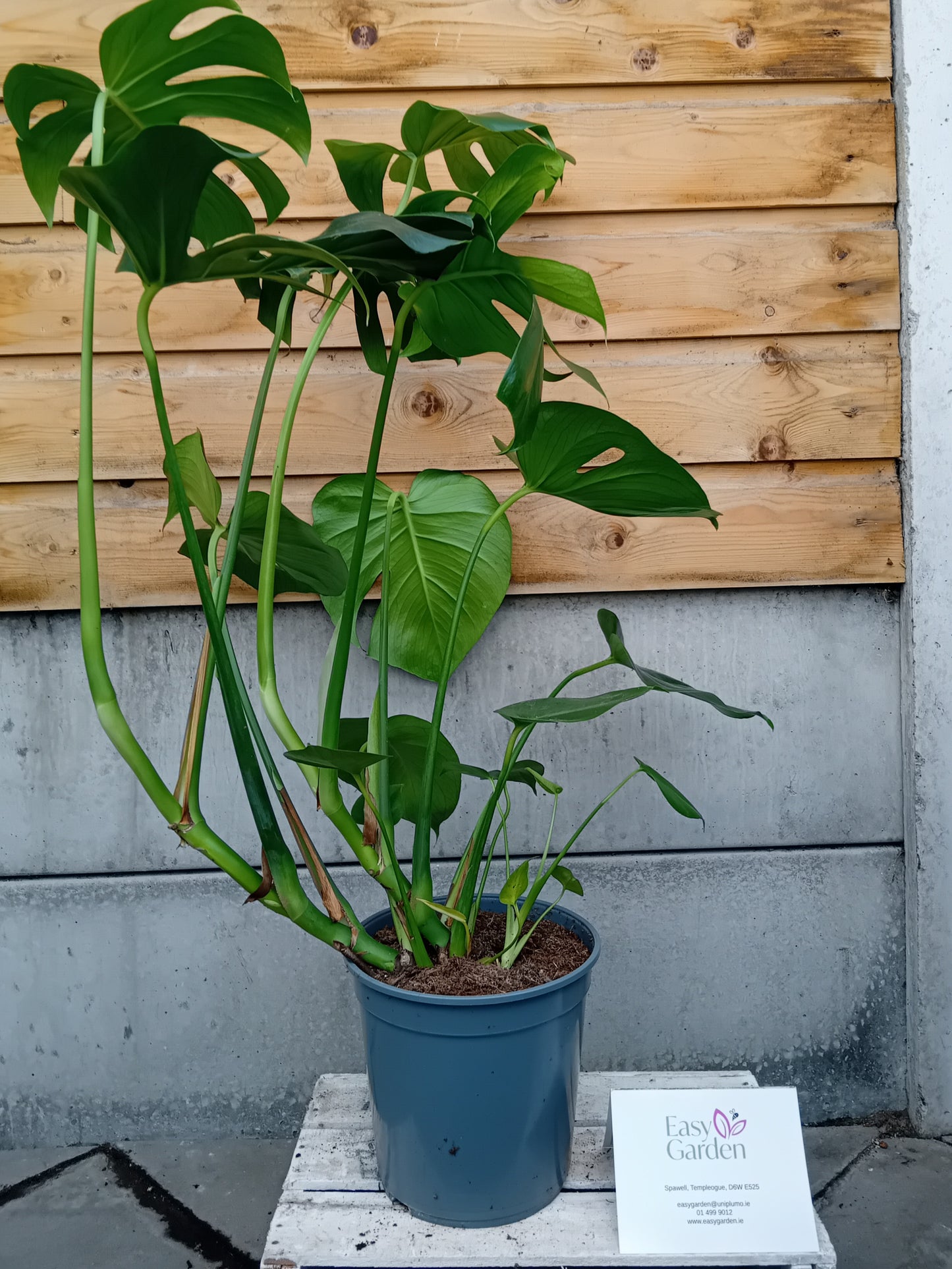 Monstera Deliciosa / 21cm-Easy Garden Centre