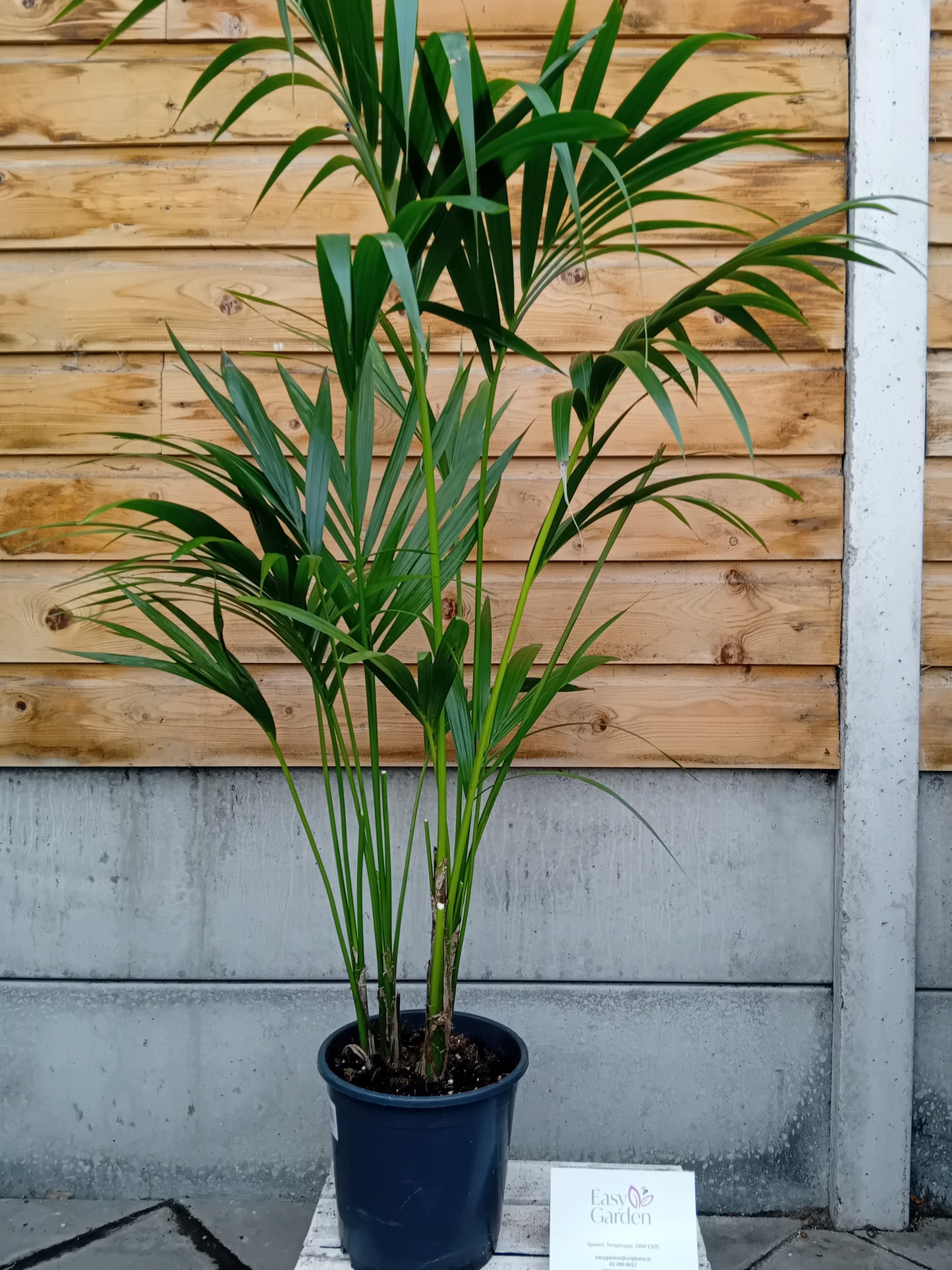 Howea forsteriana / P21 / 100cm-Easy Garden Centre