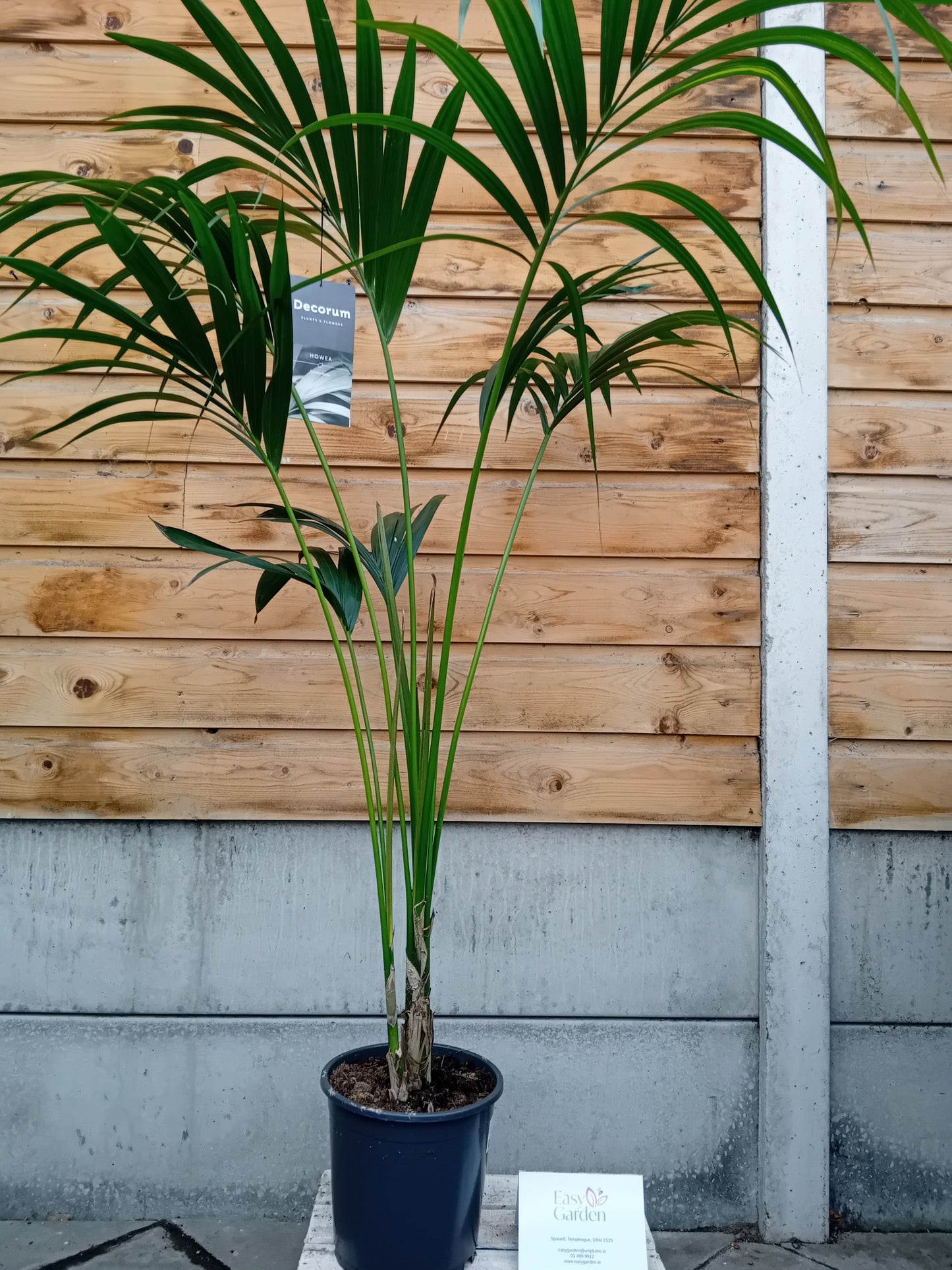 Howea forsteriana / P21 / 120 CM-Easy Garden Centre