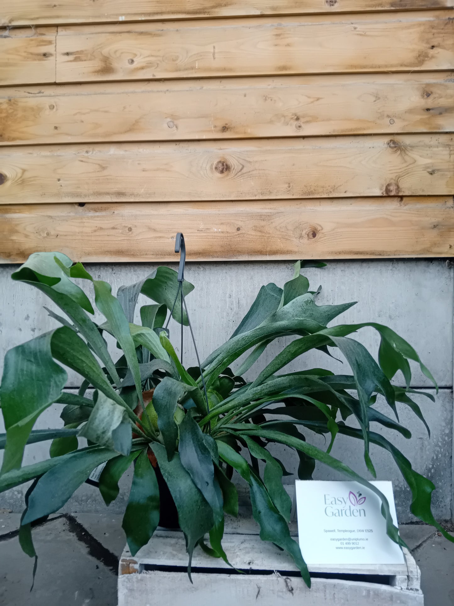 Fern (indoor) mix / P18, hanging pot-Easy Garden Centre