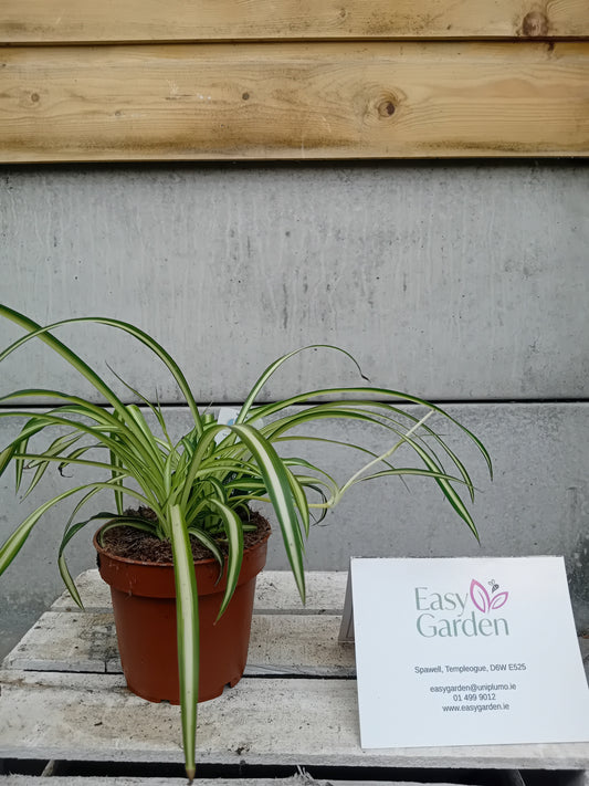 Chlorophytum  P12