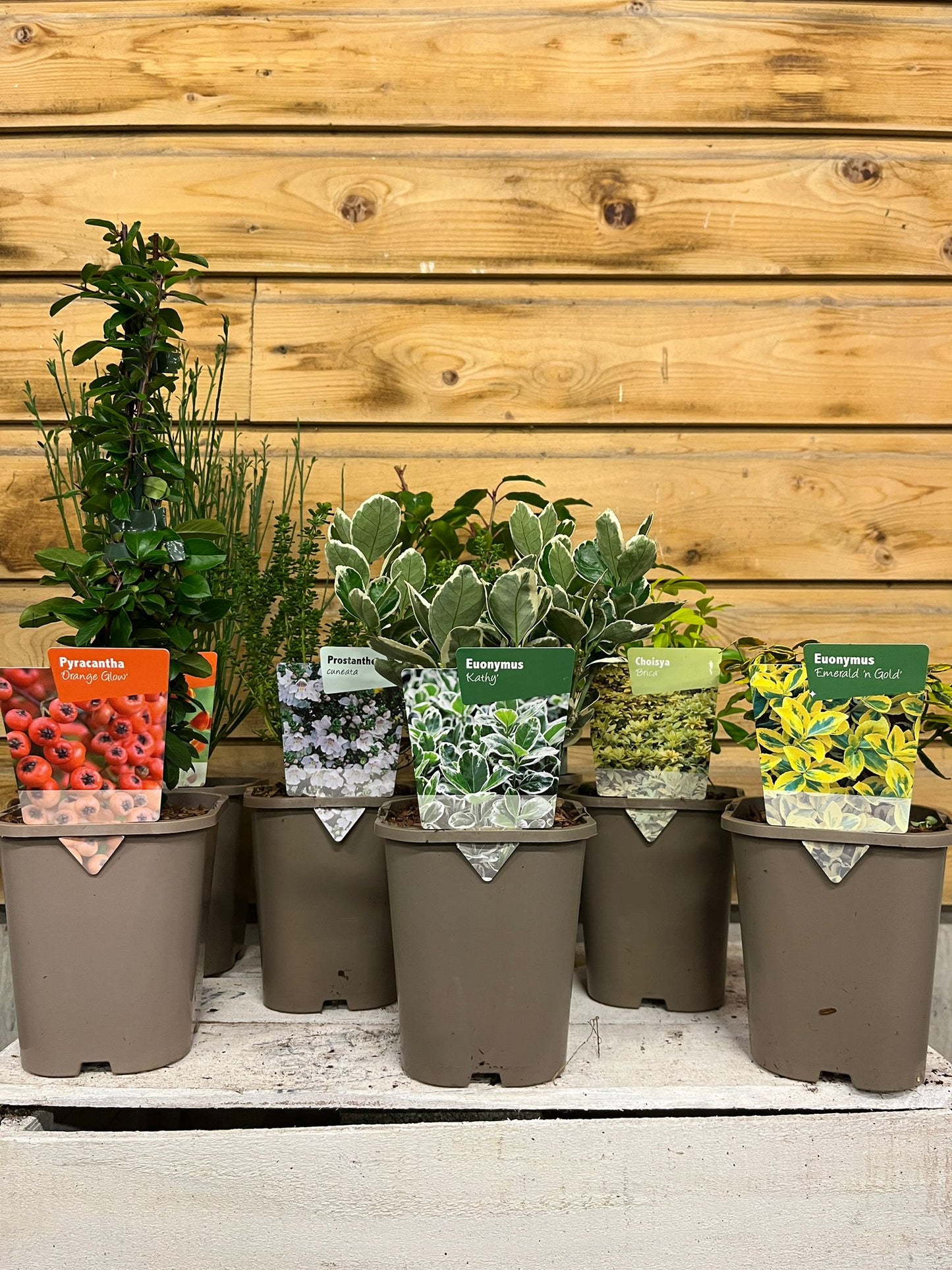 Shrub mix(evergreen)* 1ltr