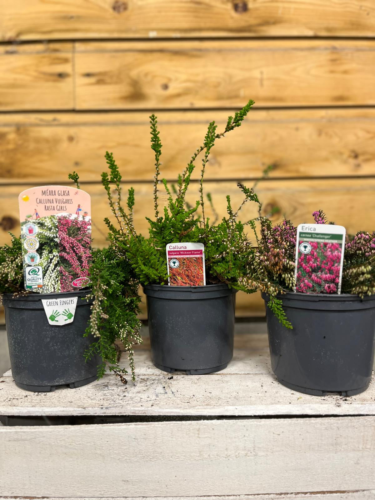 Heather 1.5l 175