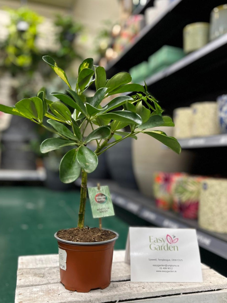 Schefflera arb. 'Gold Capella' / P12, stem-Easy Garden Centre