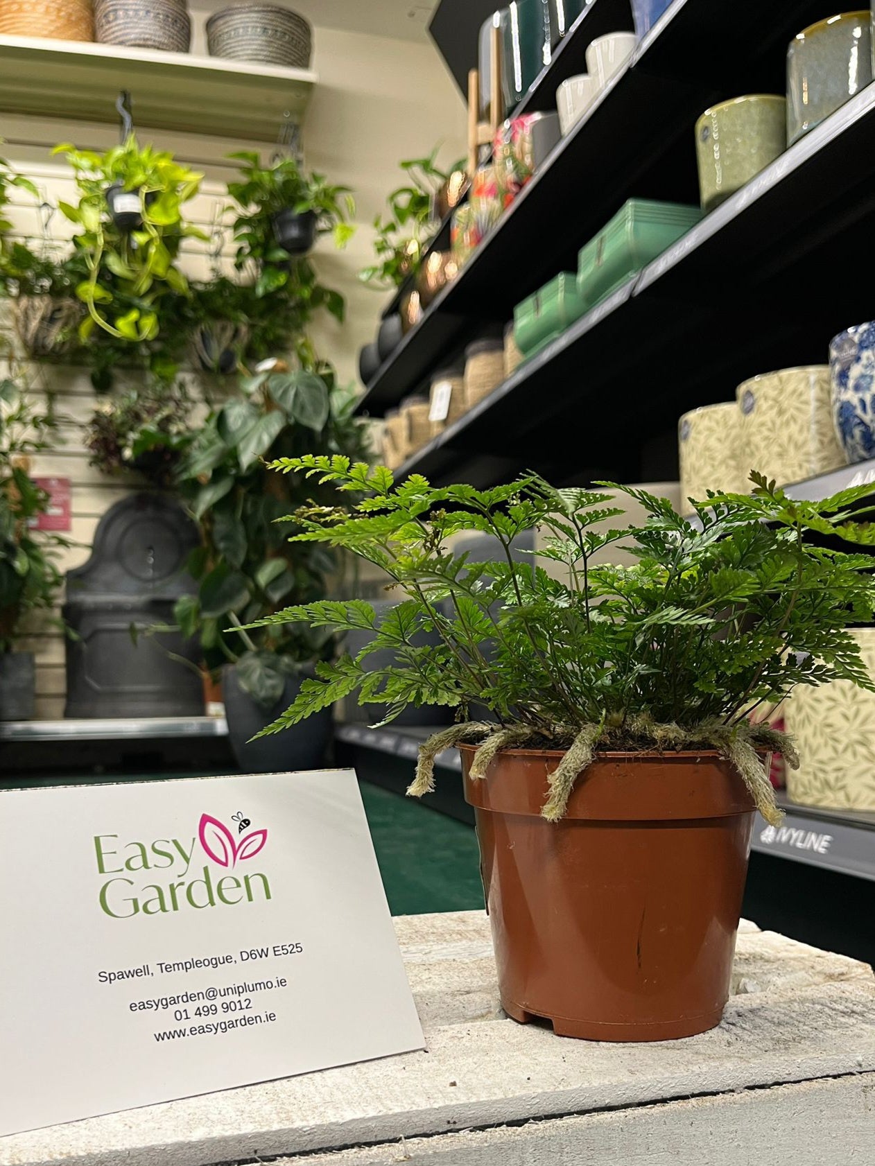 Humata tyermannii / P12-Easy Garden Centre