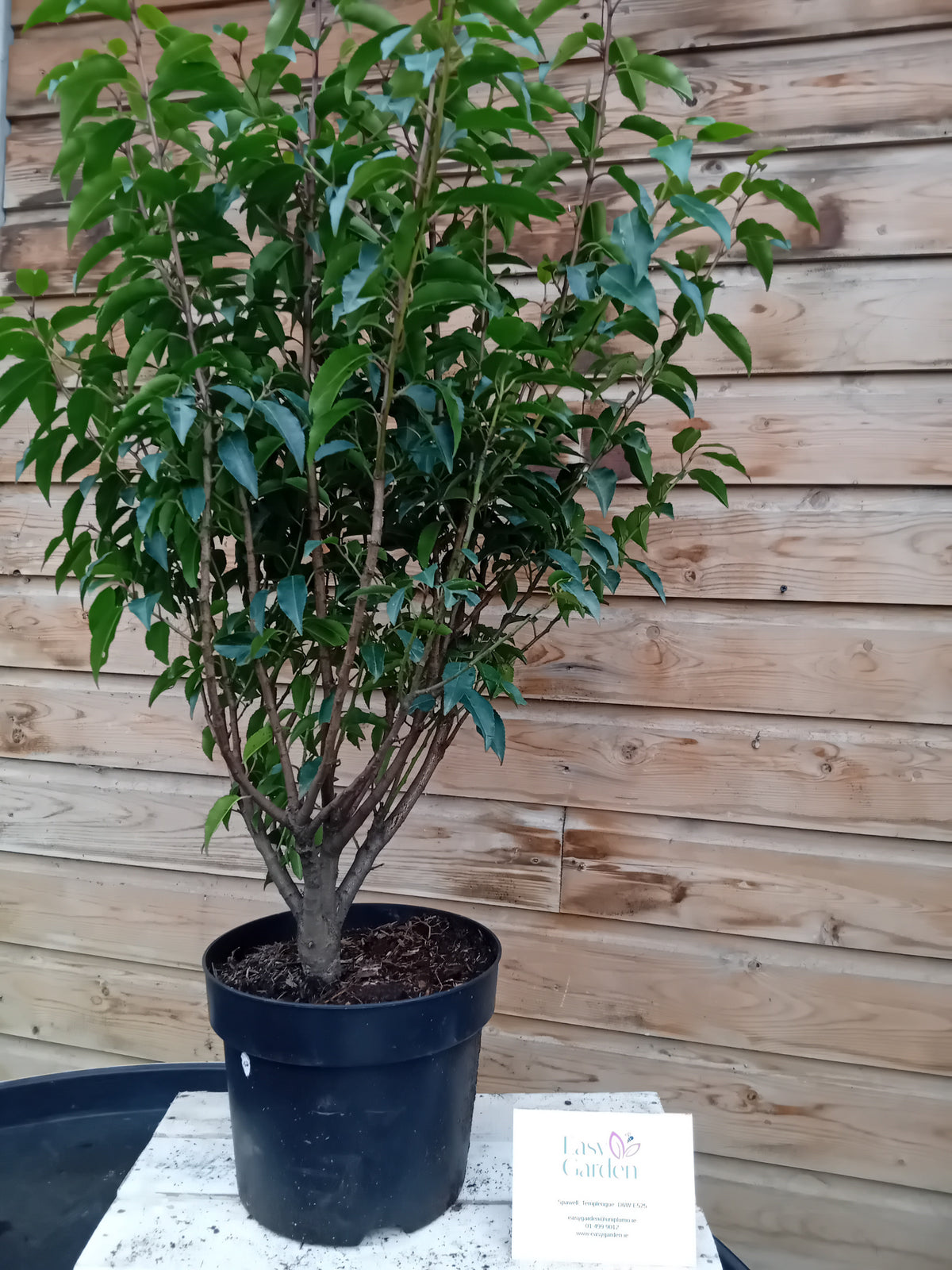 Prunus lusitanica Angustifolia 80cm 7.5lt-Easy Garden Centre