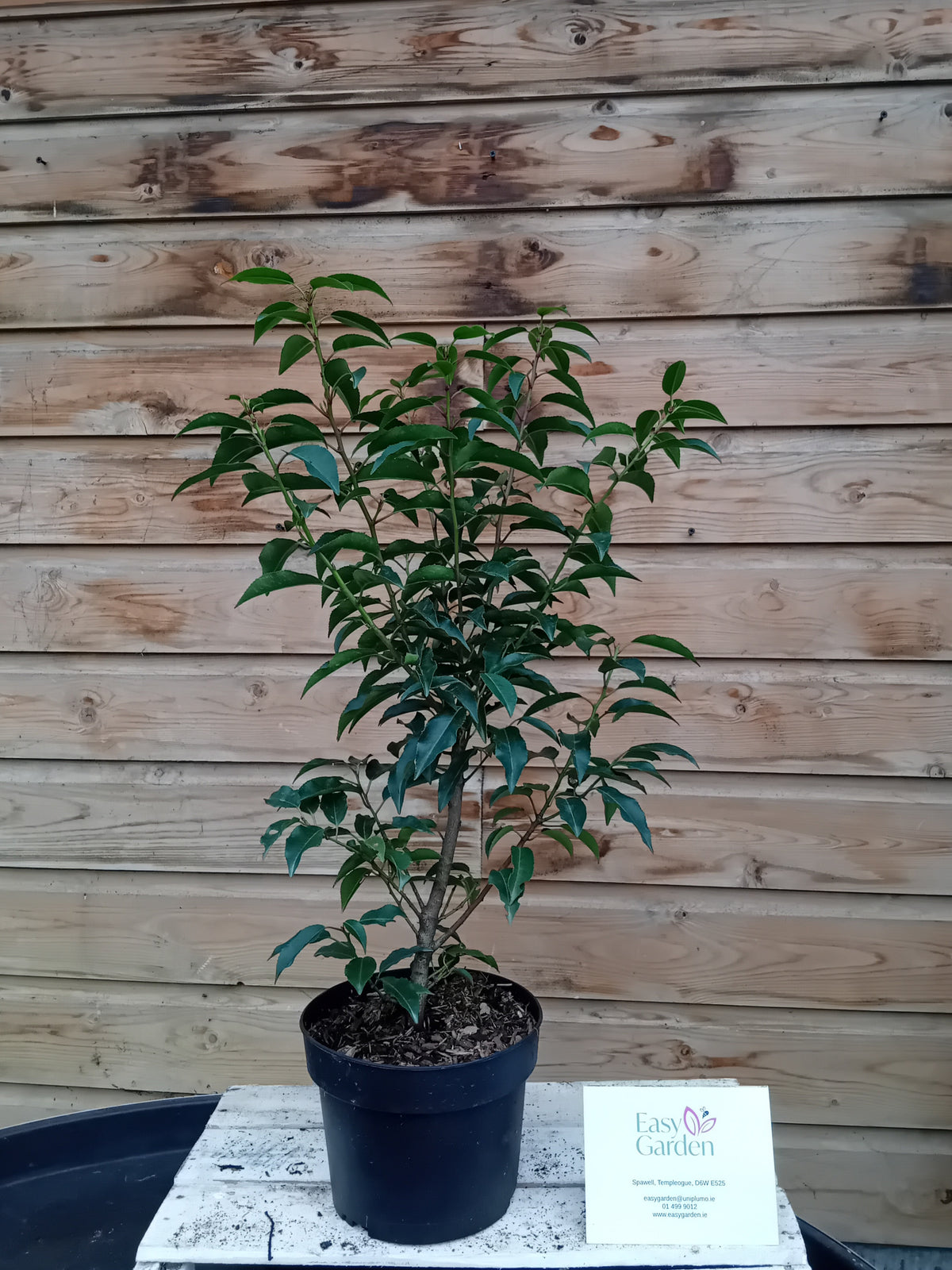 Prunus lusitanica Angustifolia 2ltr-Easy Garden Centre