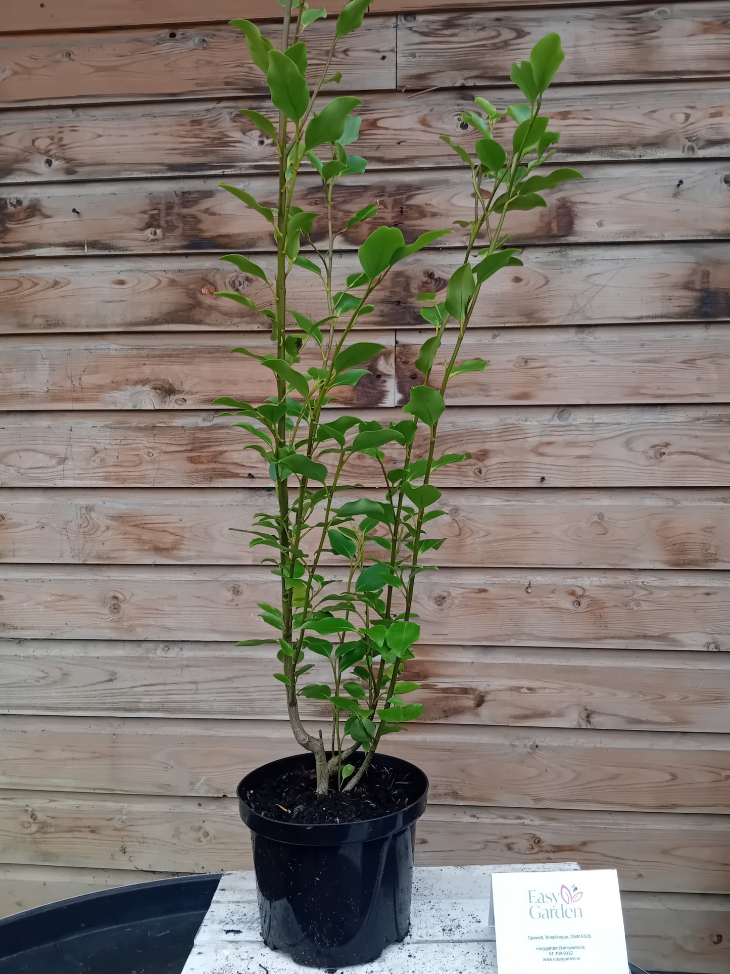 Griselinia 5L-Easy Garden Centre