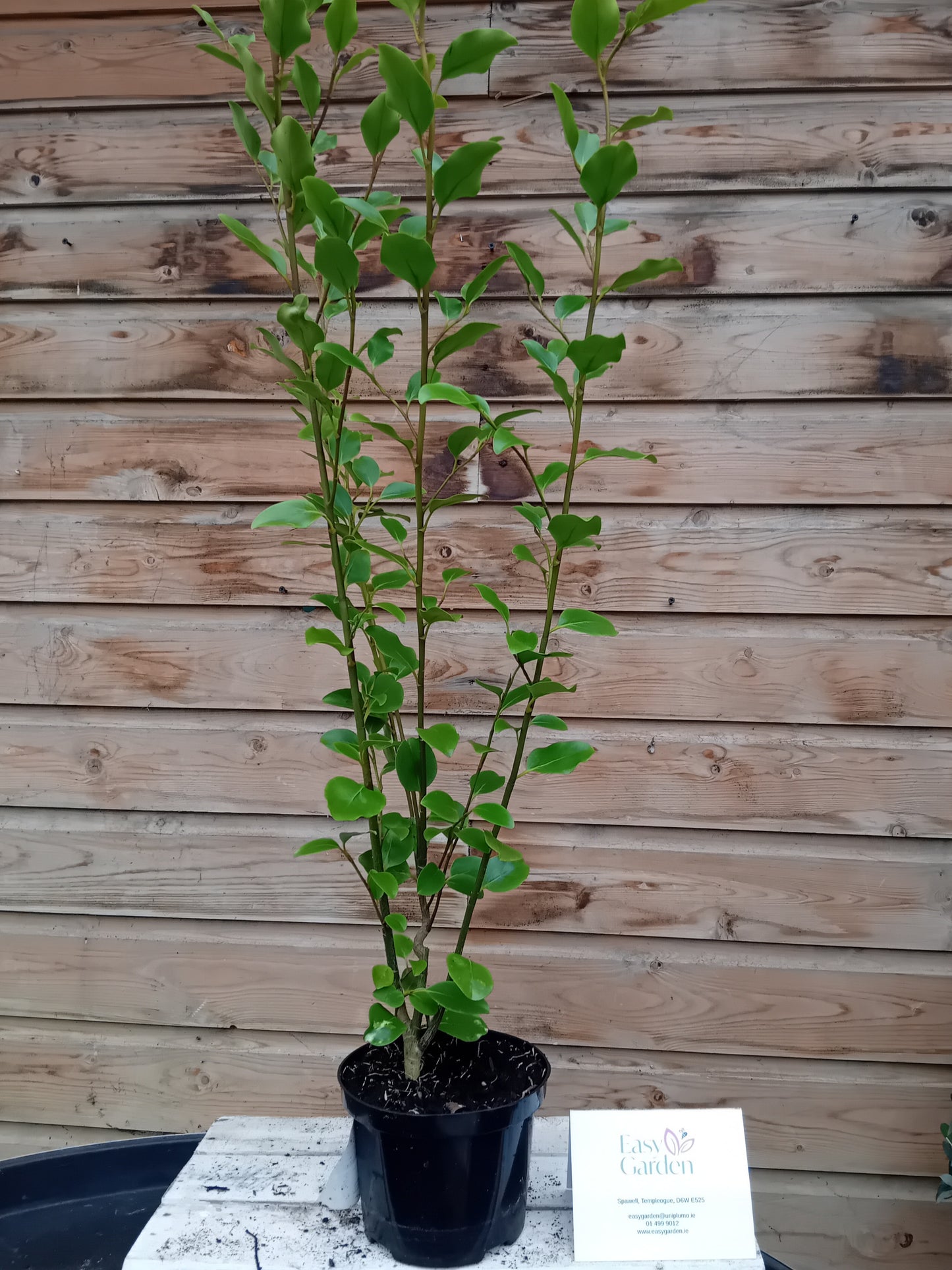 Griselinia Littoralis 2 L-Easy Garden Centre