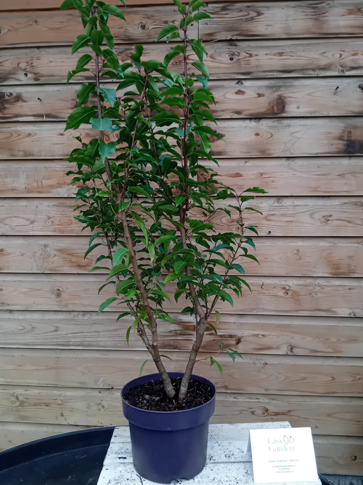 Prunus lusitanica Angustifolia 348-Easy Garden Centre