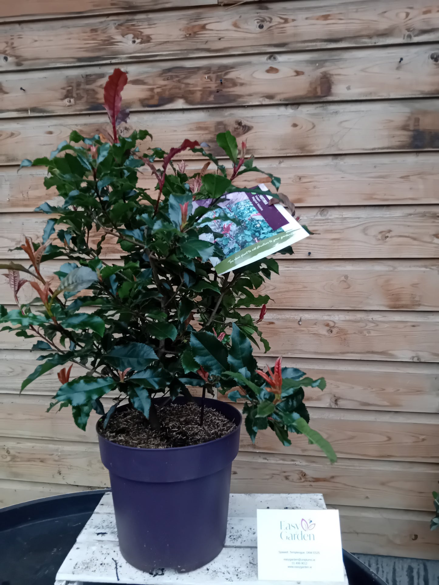 Photinia Magical Volcano / 10-litre container 60 cm-Easy Garden Centre