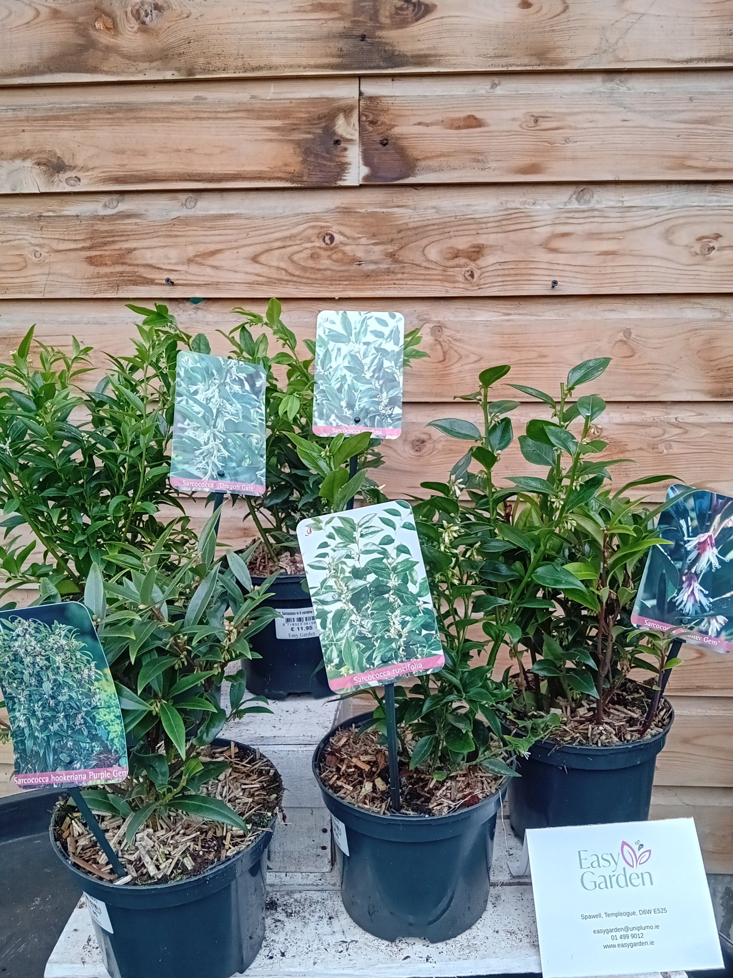 Sarcococca Mix (2 Ltr)-Easy Garden Centre
