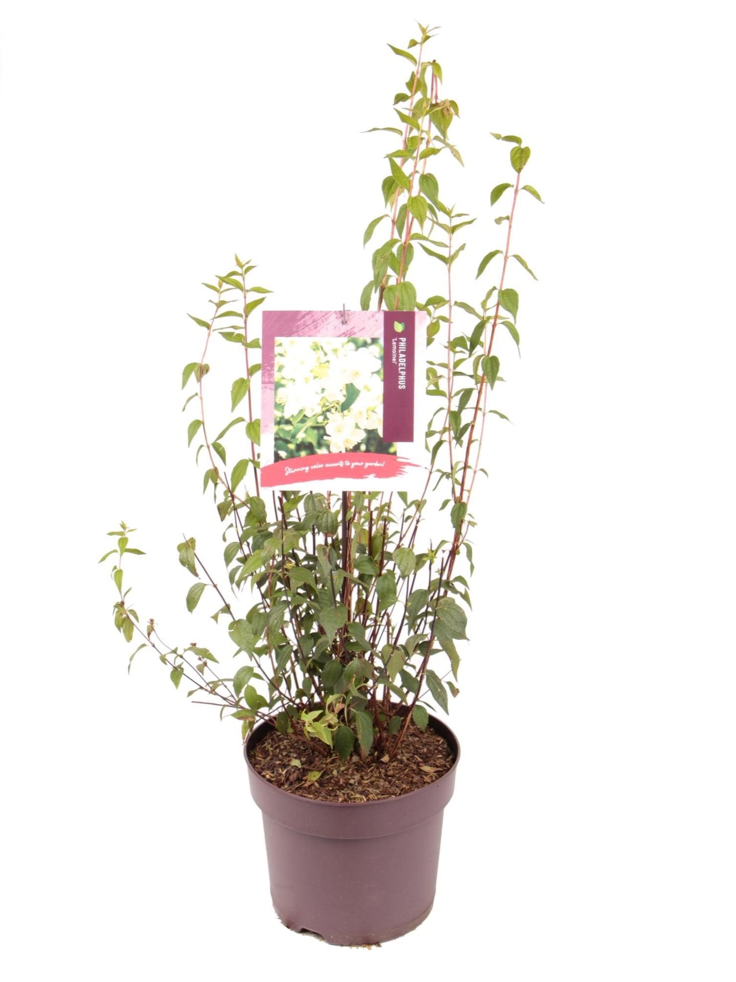 Hydrangea a Annabelle 10ltr-Easy Garden Centre