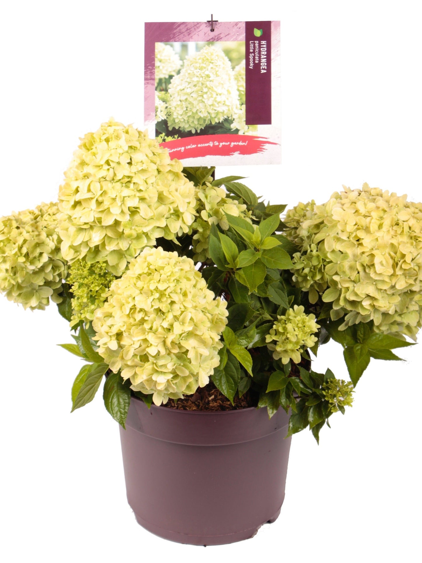 Hydrangea pan. Little Spooky / 10-litre container 30-40 cm-Easy Garden Centre
