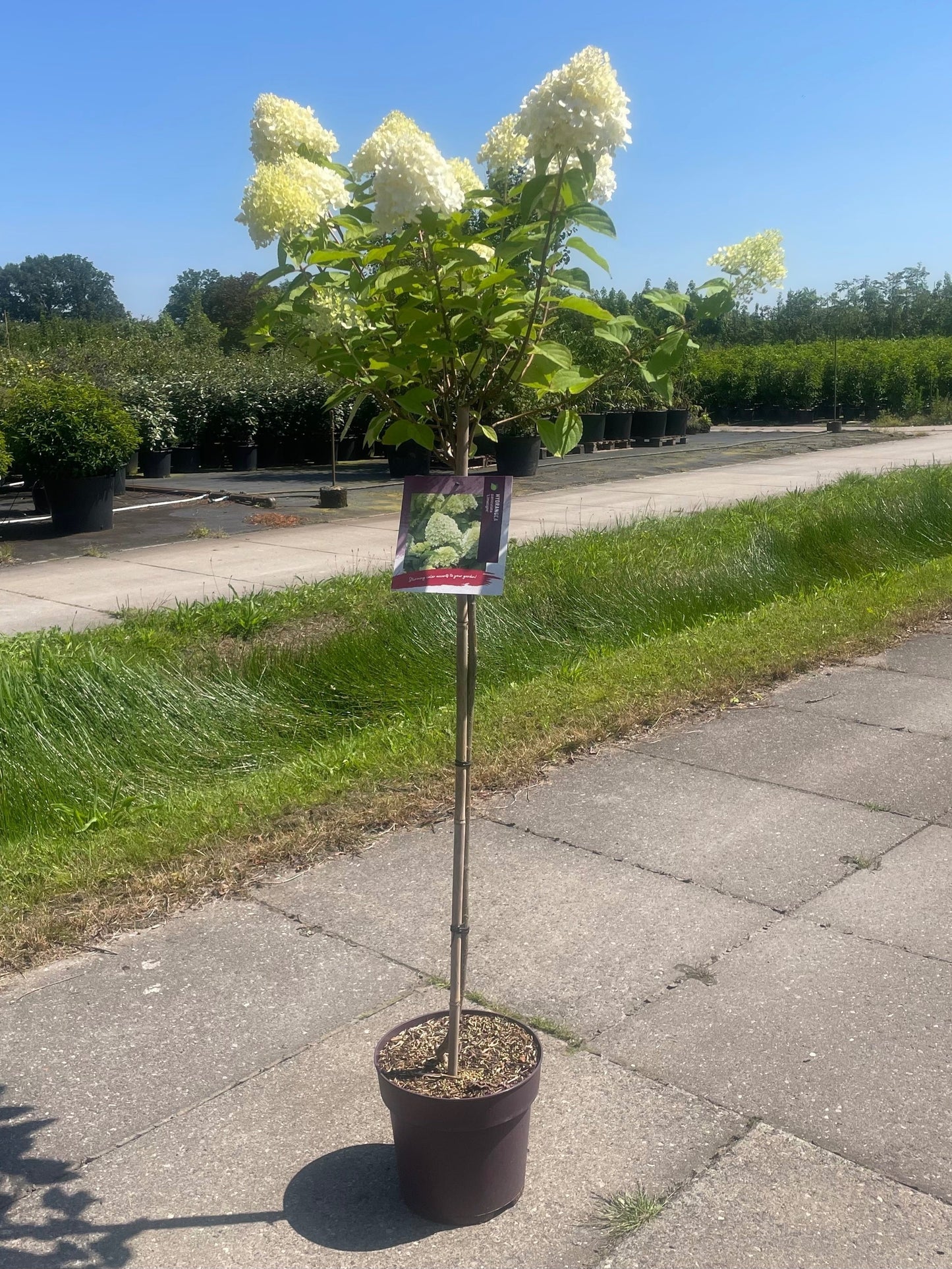 Hydrangea pan. 'Limelight' / 60 CM STEM 5L-Easy Garden Centre