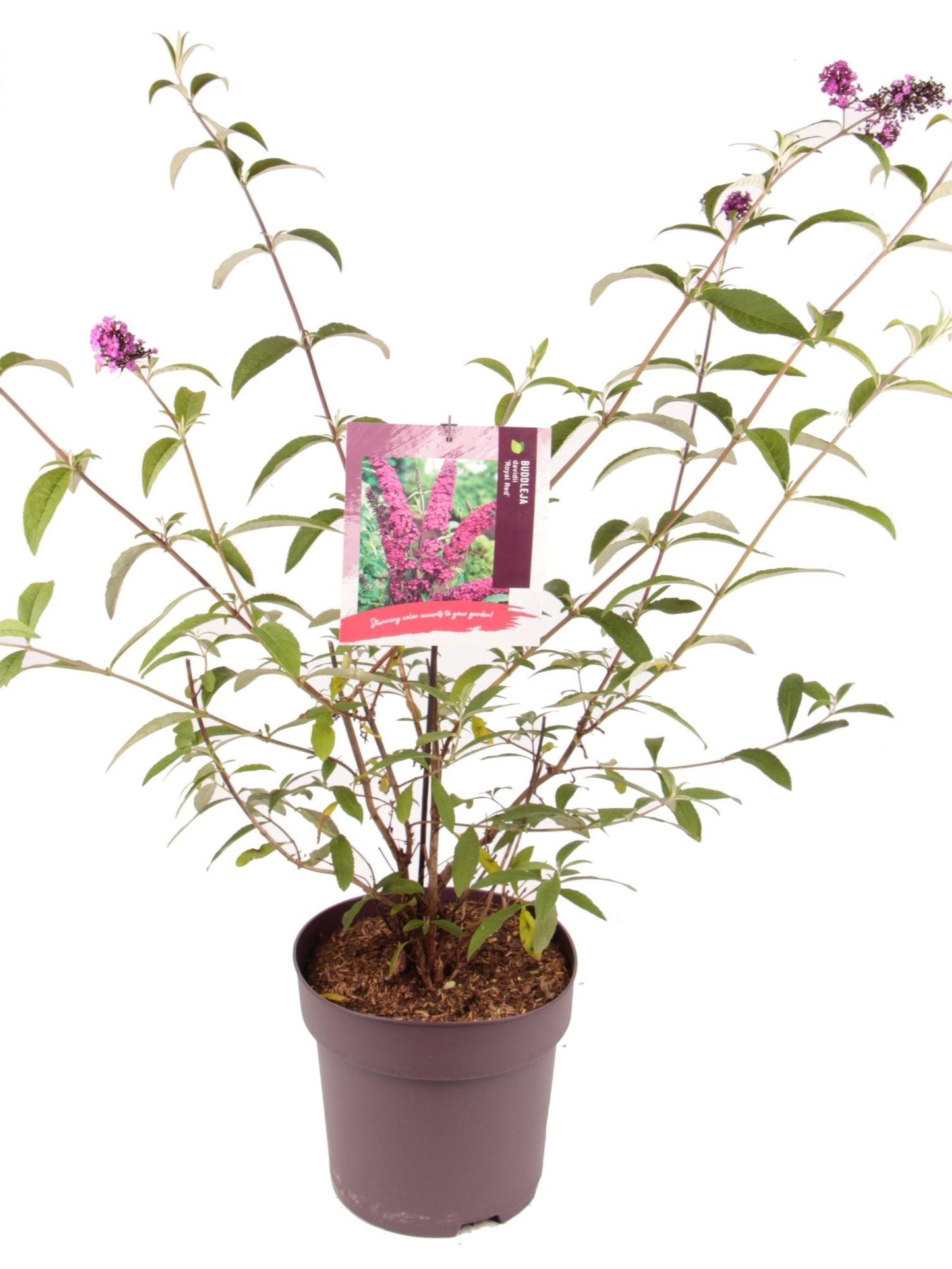 Buddleja d Royal Red 1688-Easy Garden Centre