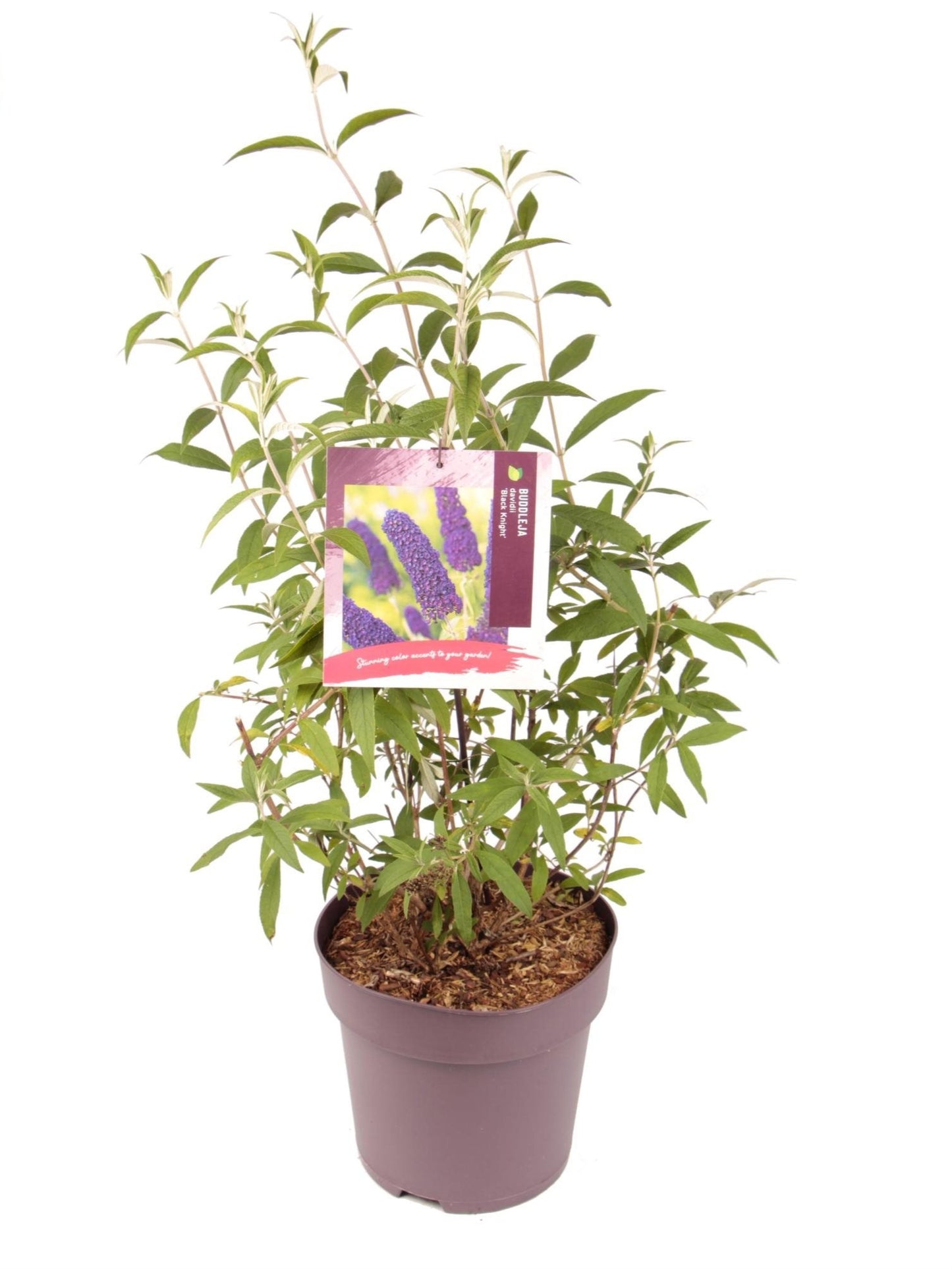 Buddleja d Black Knight 1682-Easy Garden Centre