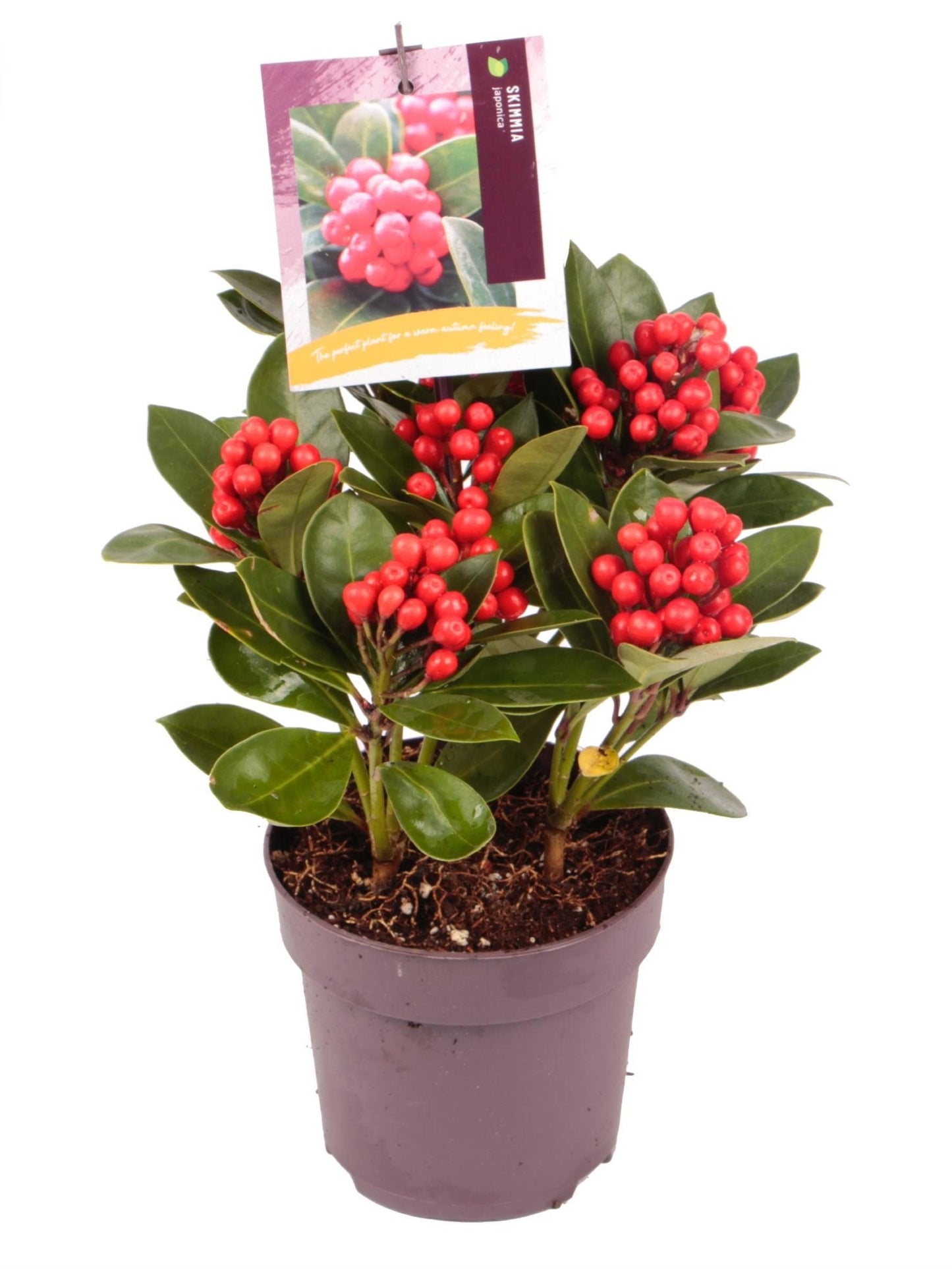 Skimmia j. 'Temptation' / 1,5L/P13cm met bes