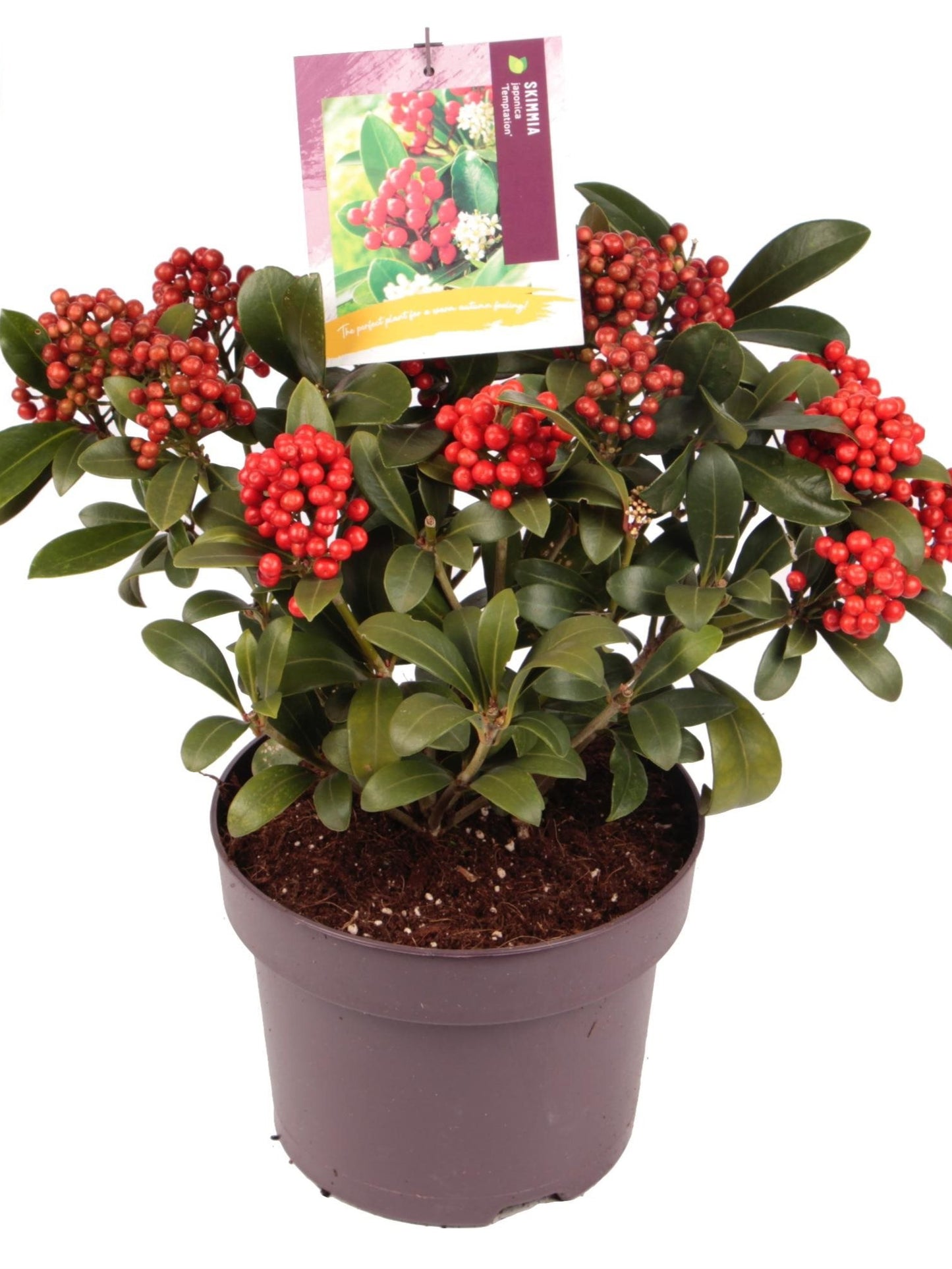 Skimmia j. 'Temptation' / cont. 5,0L 30-35 cm met bes