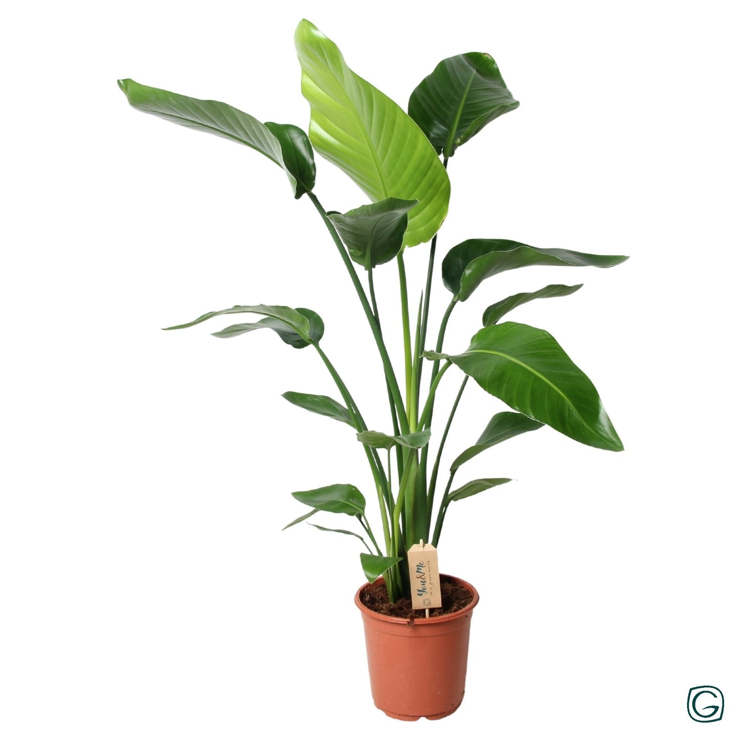 Strelitzia nicolai / P21-Easy Garden Centre