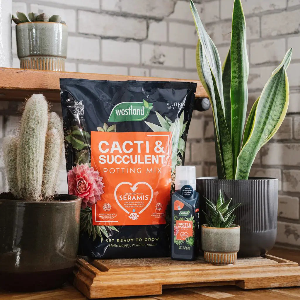 Westland Cacti & Succulent Potting Mix Peat Free 4L