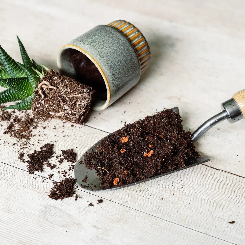 Westland Cacti & Succulent Potting Mix Peat Free 4L