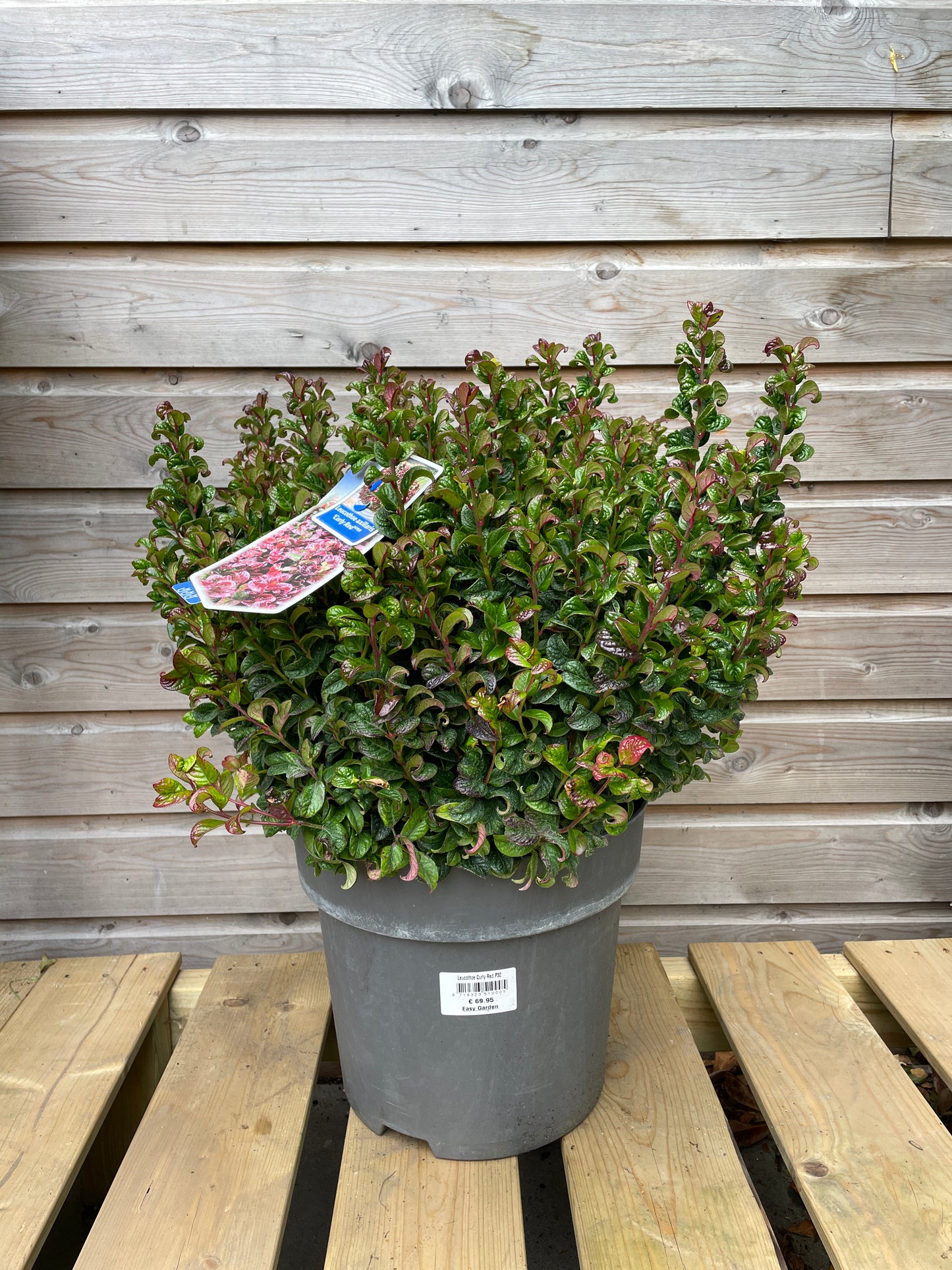 Leucothoe axillaris Curly Red / P32 (15 Ltr)