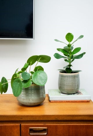 Pot Como mint D14 H12-Easy Garden Centre
