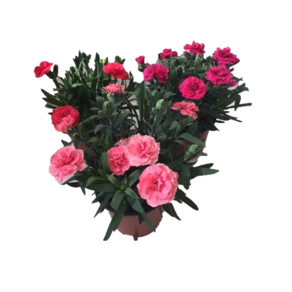 DISCOUNT 13cm Dianthus-Easy Garden Centre