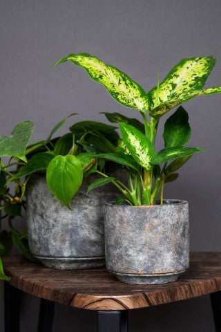 Tivoli planter earth D18 H17-Easy Garden Centre