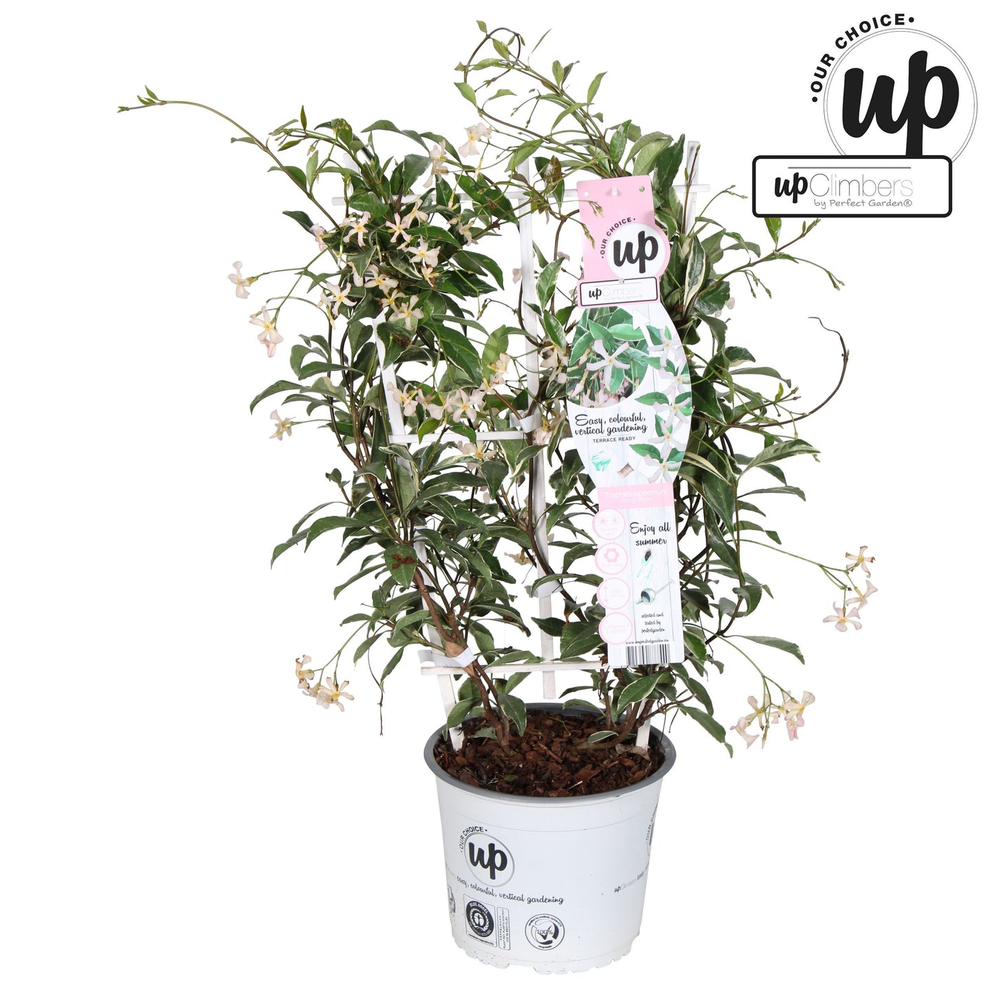 Trachelospermum Star of Milano / 3ltr 70-cm-Easy Garden Centre