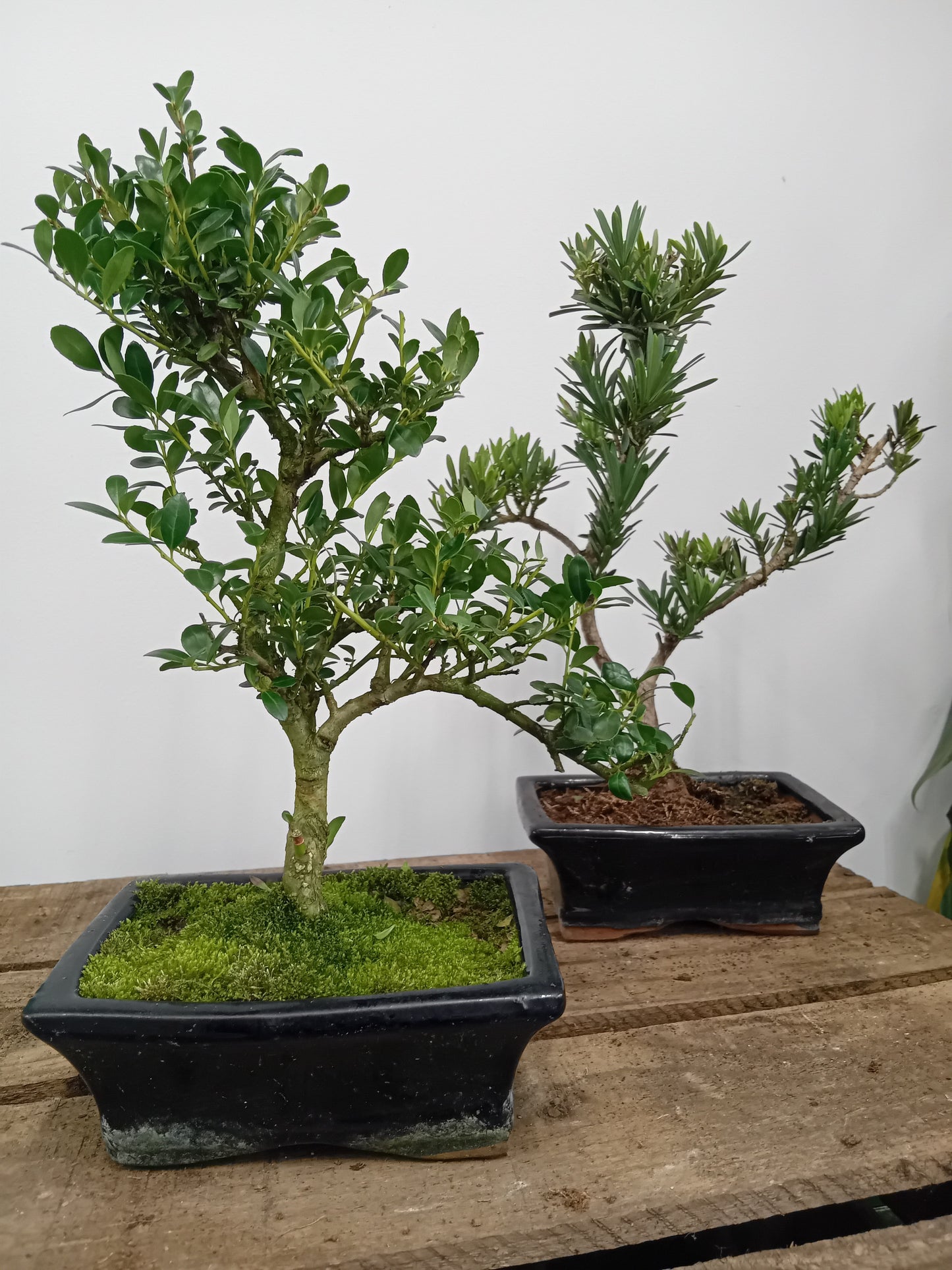 Bonsai outdoor mix / 15 cm ceramic pot-Easy Garden Centre