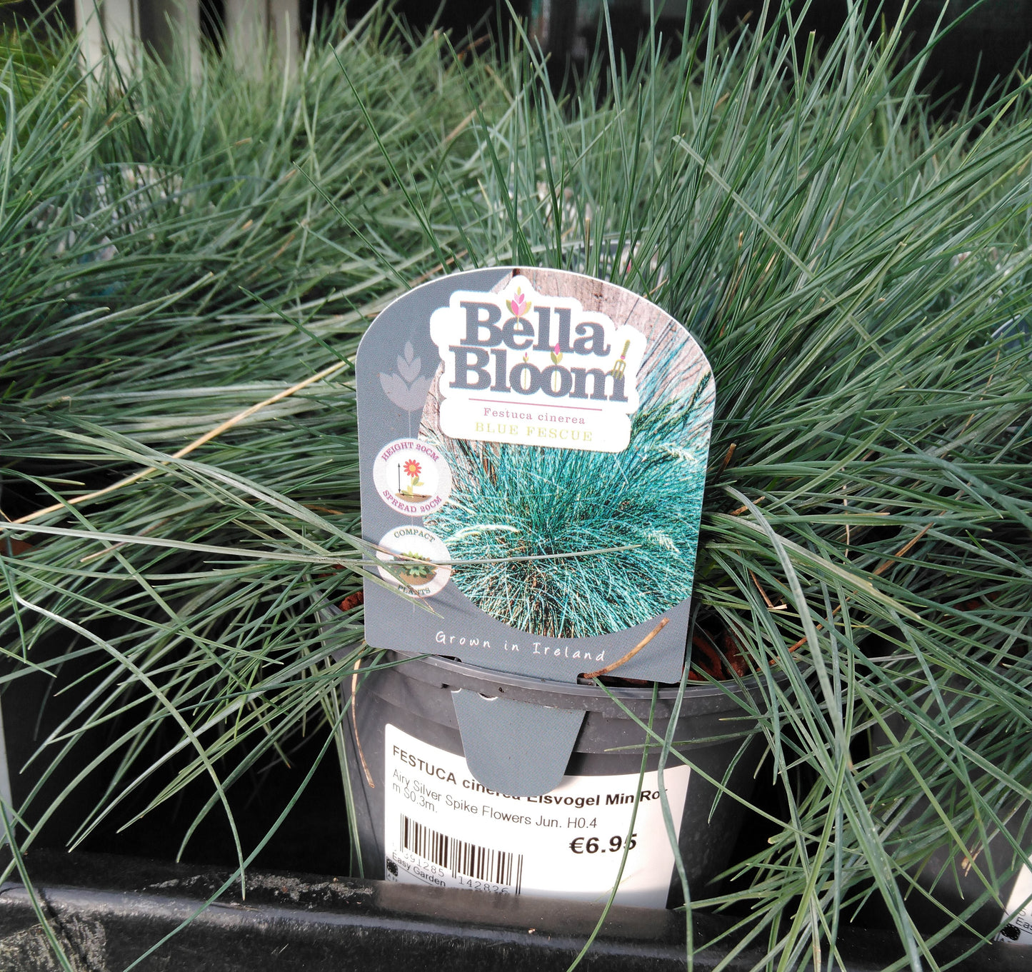 Festuca cinerea Eisvogel Minirooter / 1L