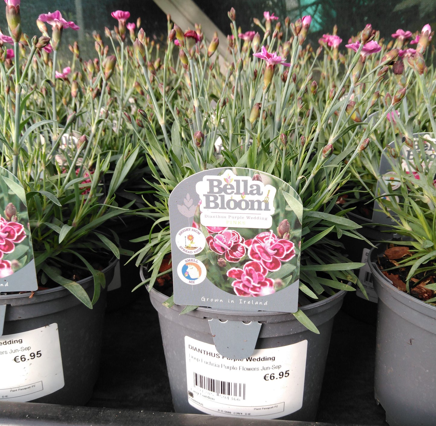 DIANTHUS Purple Wedding / 1L Branded-Easy Garden Centre