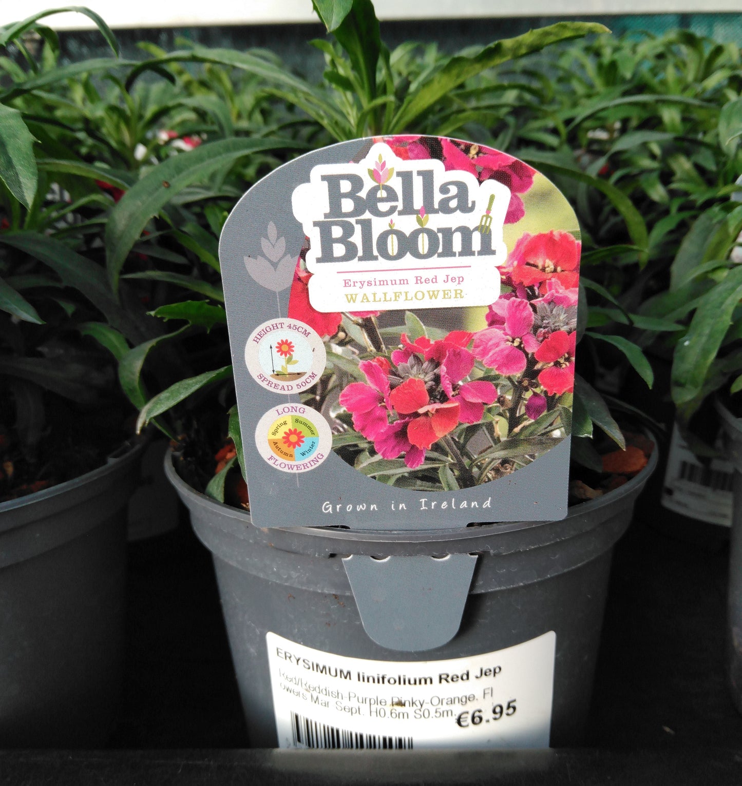 ERYSIMUM linifolium Red Jep / 1 Litre-Easy Garden Centre