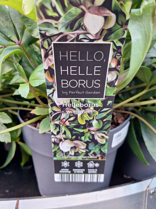 Helleborus Winterbells  3ltr
