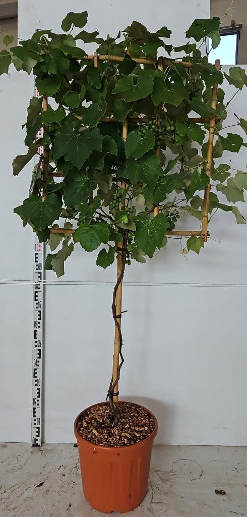 Vitis vin. in varieties / C25 - 1/2 STD + 70x70 spalier-Easy Garden Centre