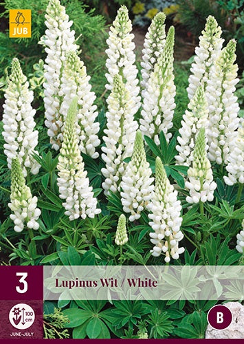3 LUPINUS WHITE-Easy Garden Centre