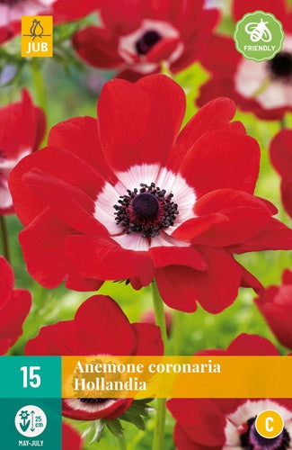 15 Anemone Cor. Hollandia-Easy Garden Centre
